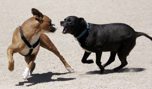 Aggressive Dog Package
