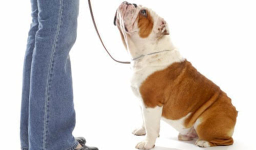 Basic Obedience