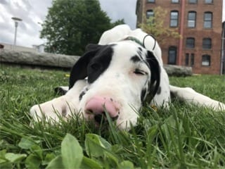 distraction proof dogs