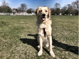 dog obedience