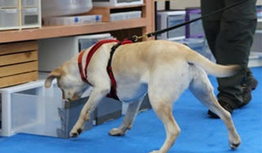 K9 Nosework Class