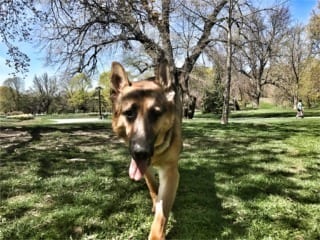 off leash dog training