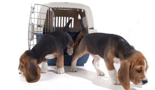 puppy consultation