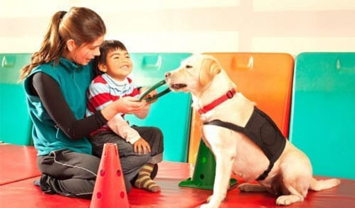 Therapy Dog Development